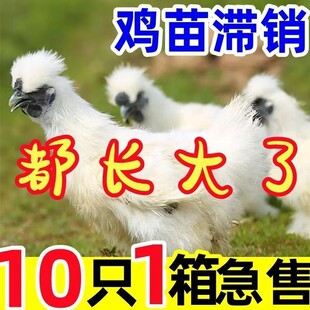 纯种泰和乌鸡半斤左右白凤乌鸡活体小鸡白乌鸡乌骨鸡半斤脱温苗