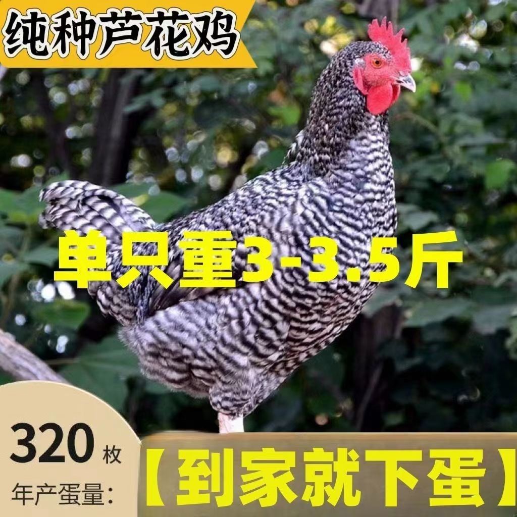 3斤芦花鸡3.5土鸡下蛋鸡
