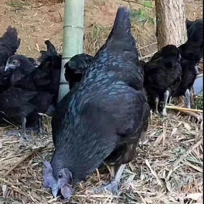 五黑一绿壳蛋鸡脱温苗小鸡仔五黑鸡活苗乌骨鸡一斤活的半大鸡纯种