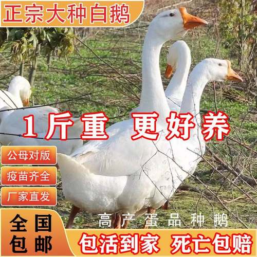 一斤大白鹅小鹅活苗产蛋王四季鹅皖西大种三花浙东白鹅宠物鹅苗仔