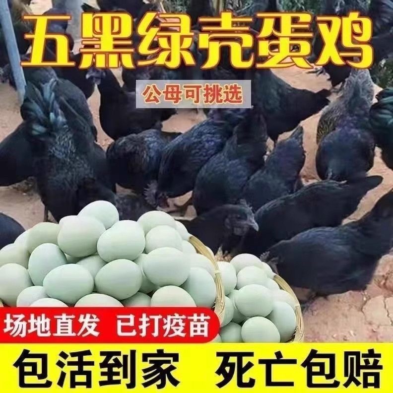 纯种正宗五黑鸡半斤鸡苗绿壳蛋鸡苗农家散养活的家禽产蛋王青壳鸡,农用物资,动物种苗,淘宝优惠券,粉丝福利购,淘宝优惠卷