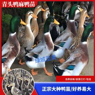 脱温大种麻鸭半大青头鸭正宗纯种绿头土鸭半斤一斤水鸭小鸭子活苗