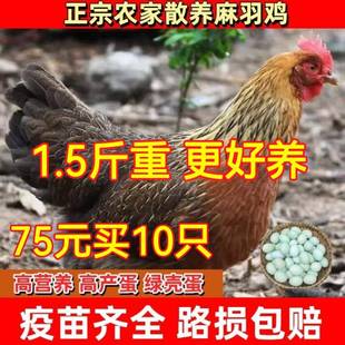 纯种一斤半土鸡活苗产蛋王鸡高产麻羽绿壳蛋鸡苗半大脱温小鸡活苗