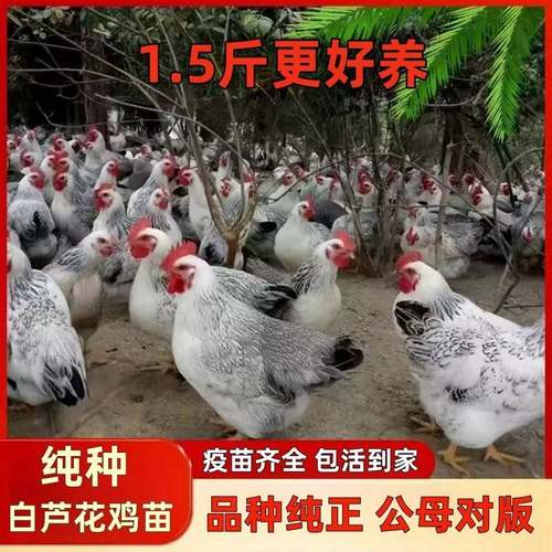 纯种1斤白芦花鸡活苗纯种鹊山鸡绿壳蛋鸡采风小鸡活苗汶上芦花鸡