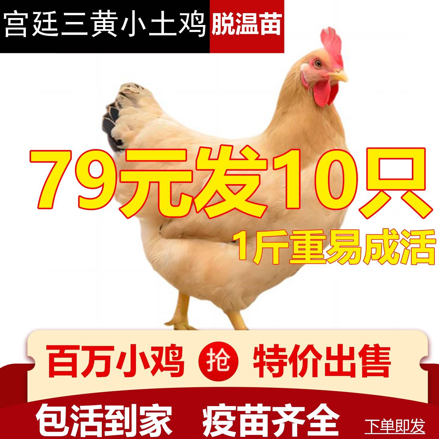 小鸡活苗鸡苗宫廷三黄鸡苗三黄鸡活苗半大土鸡活苗柴鸡蛋鸡脱温苗