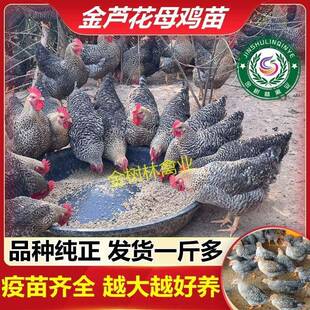 正宗大种金芦花鸡活苗脱温半大一斤高产下蛋母鸡公阉鸡土鸡小鸡仔