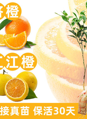 橙子树苗红江橙脐橙易活广西红肉