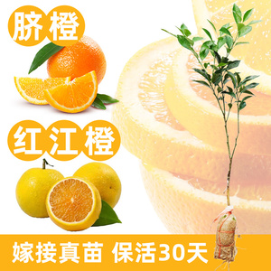 橙子树苗红江橙脐橙庭院盆栽果树苗红肉黄肉嫁接易活广西
