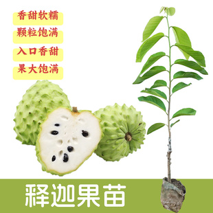 释迦果苗树台湾凤梨嫁接真品种庭院南方种植盆栽地栽