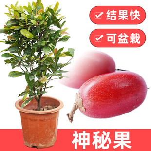 神秘果树苗变甜果变味果纯正品种当年结果带泥带叶广西包邮