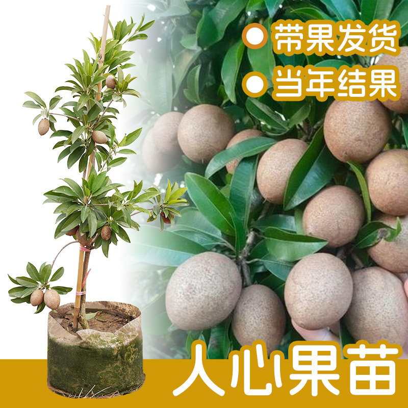 人心果苗人参果带叶带泥可盆栽地栽庭院种植当年结果