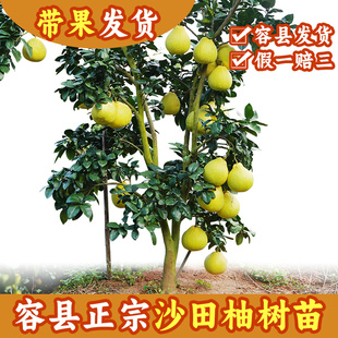 高产沙田柚树苗果苗晚熟柚子广西千秋自良镇带土纯甜正宗水果木