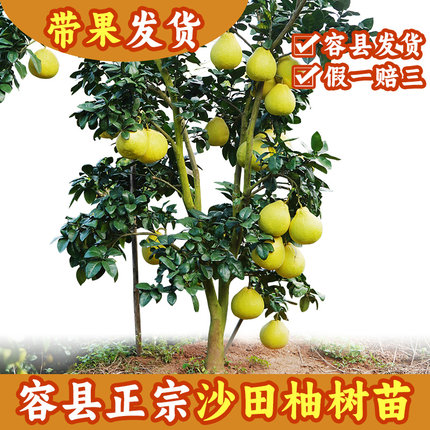 高产沙田柚树苗果苗晚熟柚子广西千秋自良镇带土纯甜正宗水果木