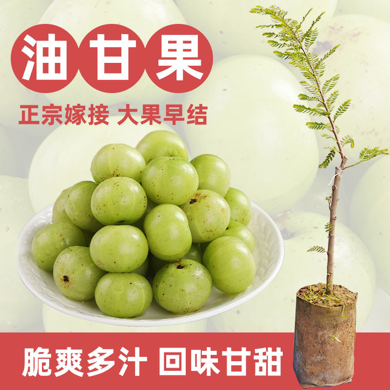 油甘果苗余甘子牛柑果树苗嫁接大果品种甘甜庭院地栽盆栽