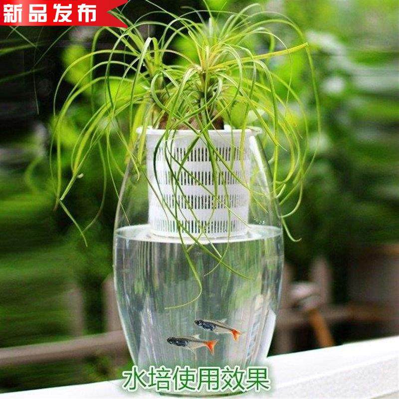 鱼缸水草定植杯固定素材模板 鱼缸水草定植杯固定图片下载 小麦优选