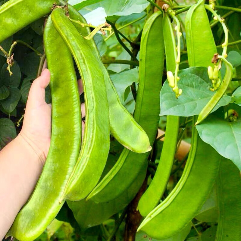 豆种子孑春耐大刀夏秋热四季蔬菜种孑挟剑豆特长大刀豆角种籽大全