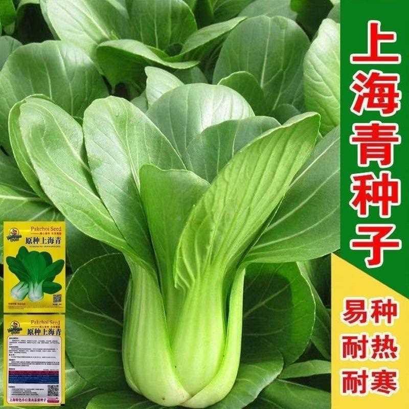 小白菜菜种子矮脚上小青种子海青油菜园艺阳台蔬菜种子四季菜籽