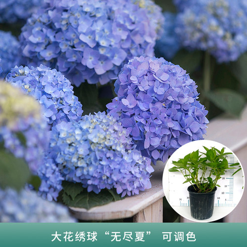 紫色绣球花价格 紫色绣球花图片 星期三