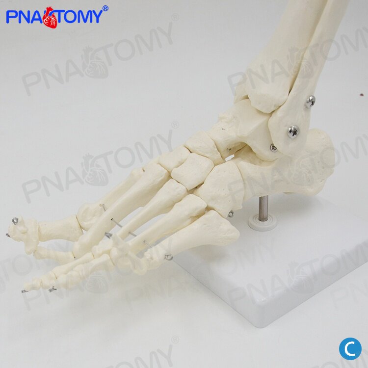 人体足骨脚骨仿真脚趾关节骨骼脚掌部骨骼踝关节医用教学骨科模型