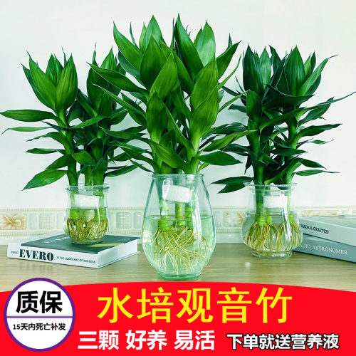 玻璃花瓶盆栽多少钱 玻璃花瓶盆栽价格 小麦优选