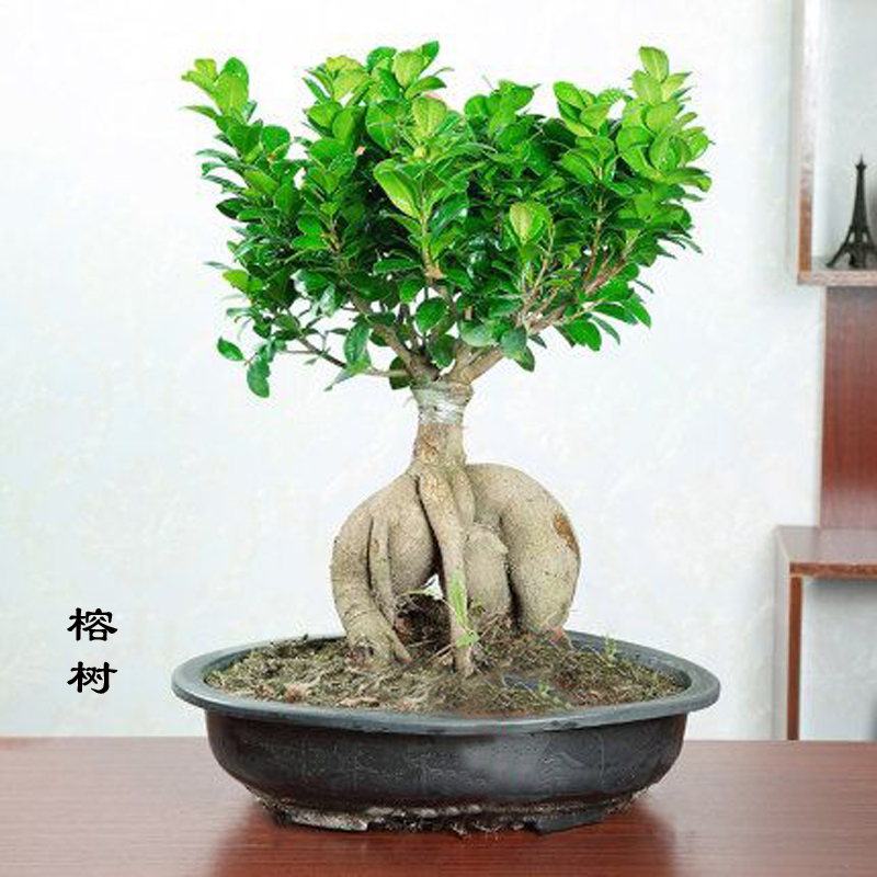 榕树客厅无提根造型