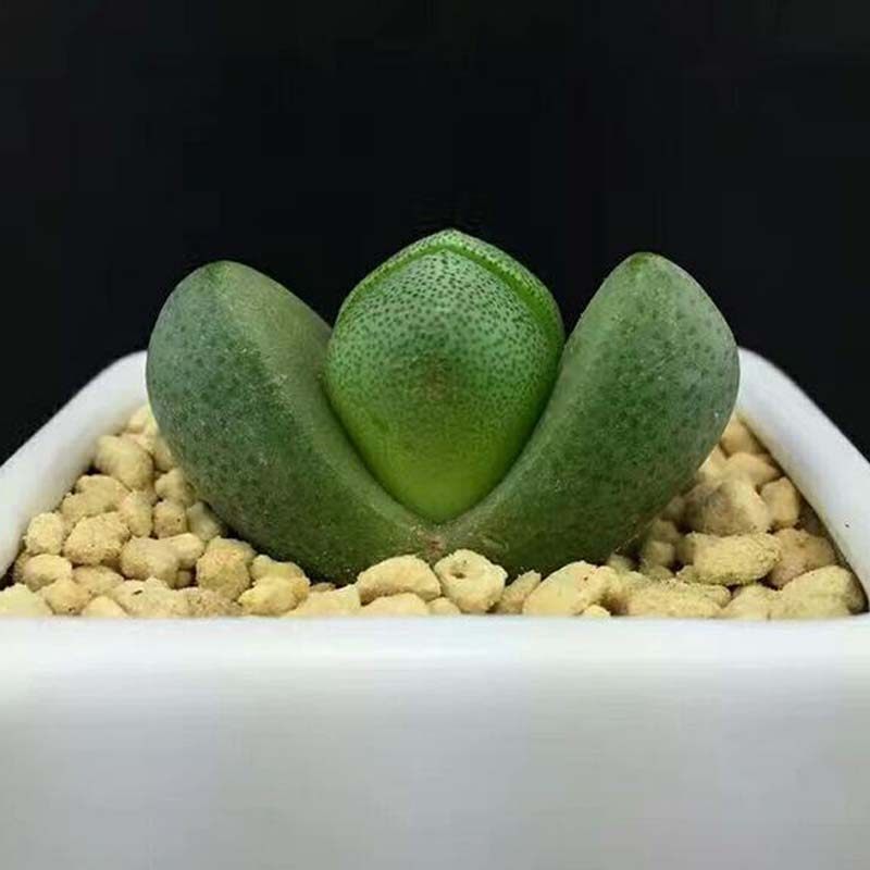 帝玉多肉 金元宝外形寓意招财进宝子宝番杏科新奇开花多肉植物