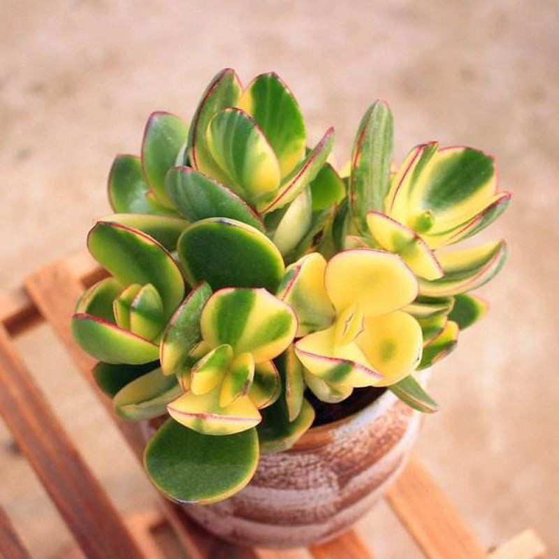 玉树 新花月锦老桩落日之雁大棵多肉植物三色堇花月类玉树