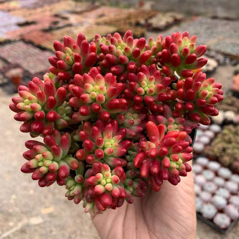 虹之玉锦多肉群生易爆盆肉肉红色艳丽原盆栽好红浆果萌萌的植物