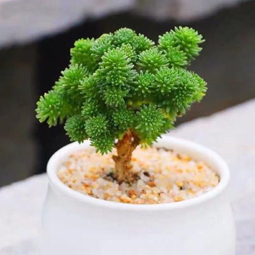 球松多肉微型盆景又名桌面