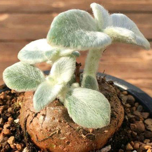 断崖女王断崖王子块根植物开花多肉叶片毛茸茸可爱萌肉肉桌面绿植