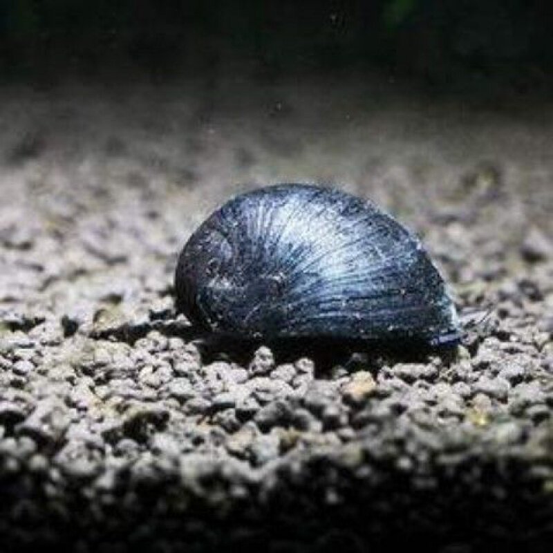 黑金刚螺军帽螺除藻螺汽水螺淡水螺观赏螺小型螺免包装