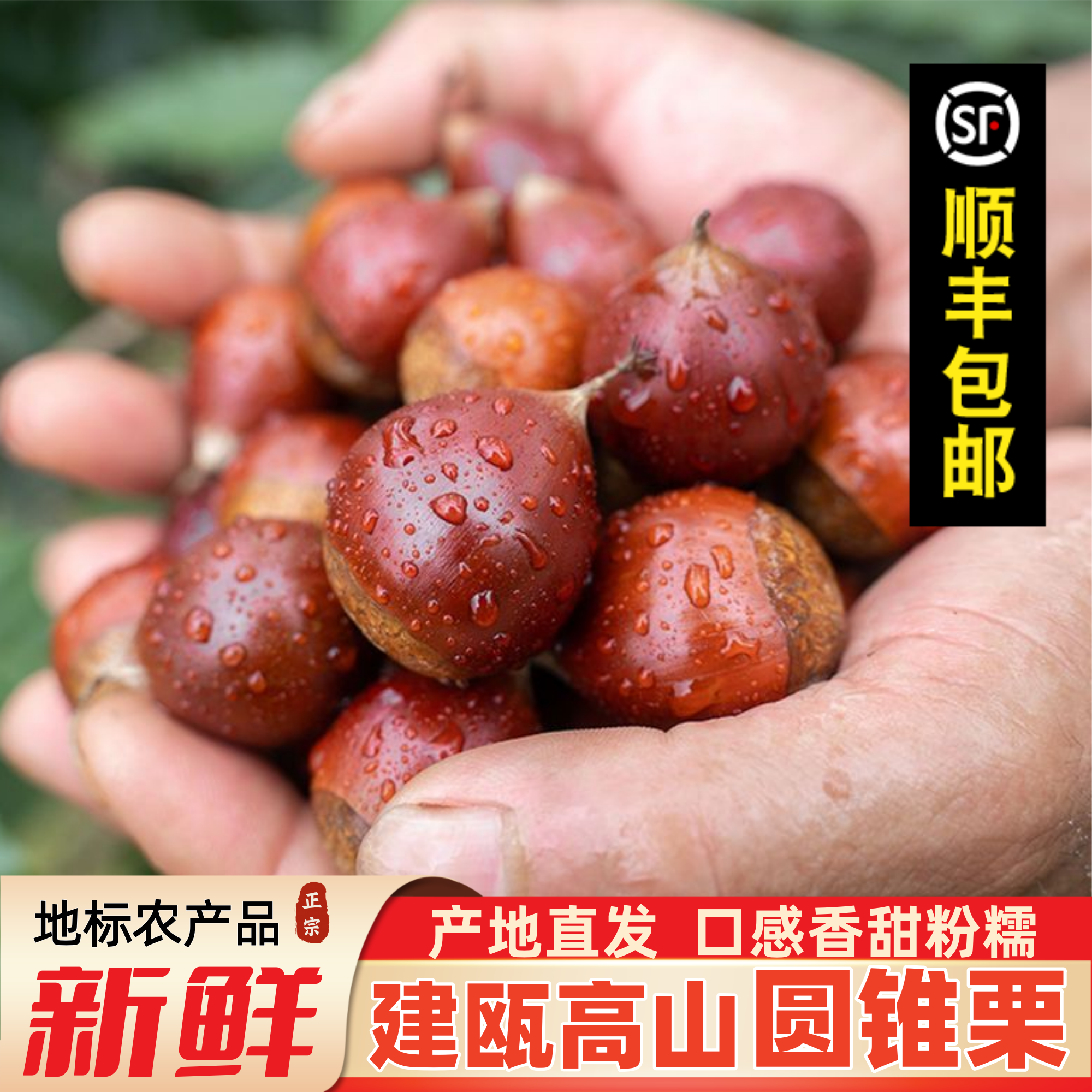 建瓯正宗新鲜锥栗圆板栗油锥栗