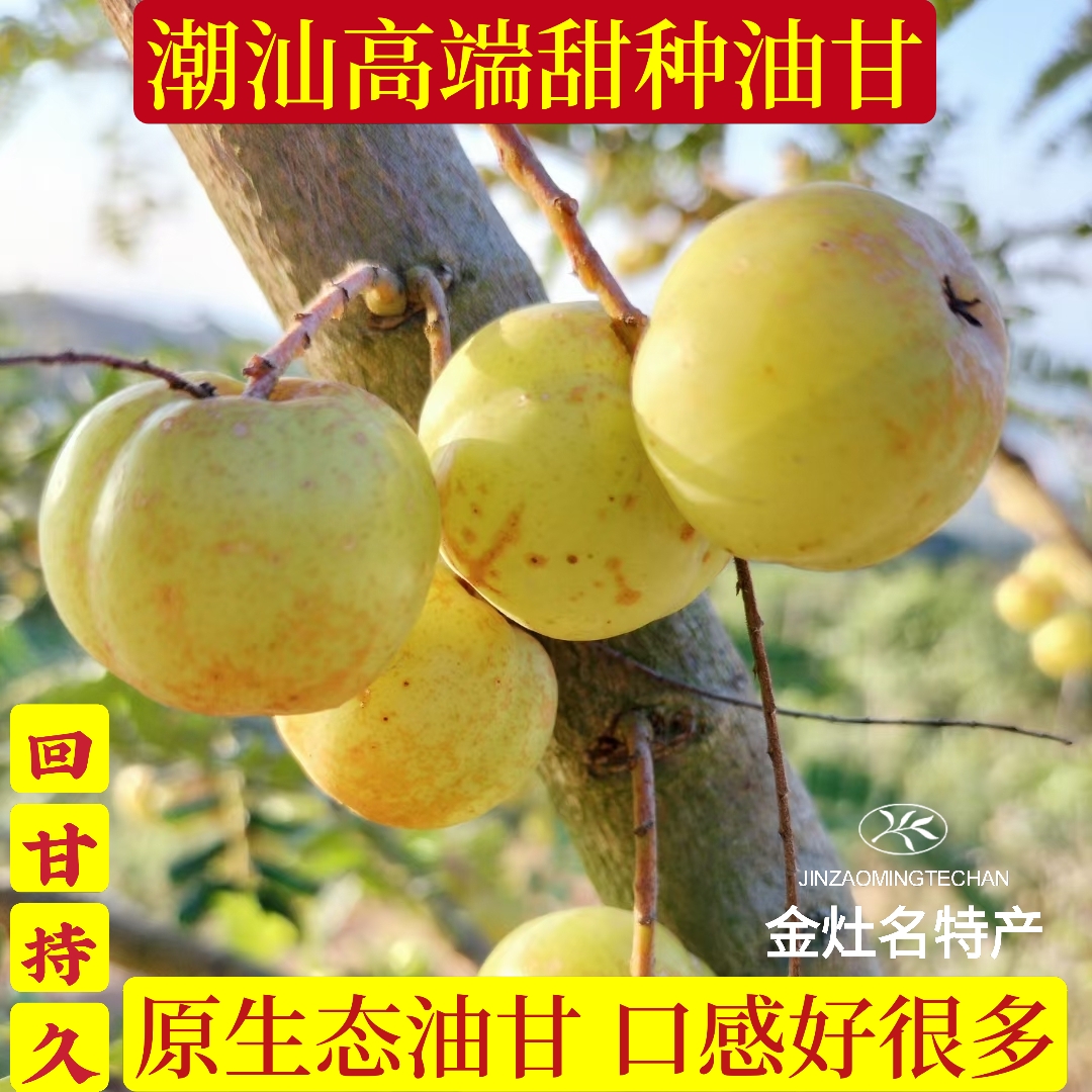 潮汕新鲜现摘丙甜油柑王甜种油甘果余甘果生吃柿饼甜油甘孕妇水果