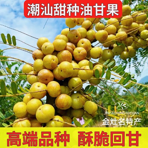 潮汕崩坎丙甜油甘果新鲜牛甘果余甘果甜种玉油甘滇橄榄饼甜油柑