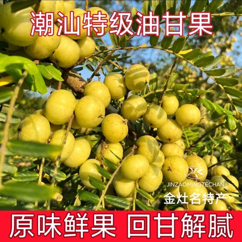 潮汕崩坎油柑新鲜丙甜油甘果牛甘果余甘子滇橄榄饼甜油甘孕妇水果