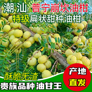 潮汕甜种油甘王新鲜柿饼甜油甘余甘牛甘果生吃榨汁玉油柑孕妇水果