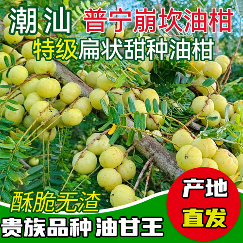 潮汕甜种油甘王新鲜柿饼甜油甘余甘牛甘果生吃榨汁玉油柑孕妇水果
