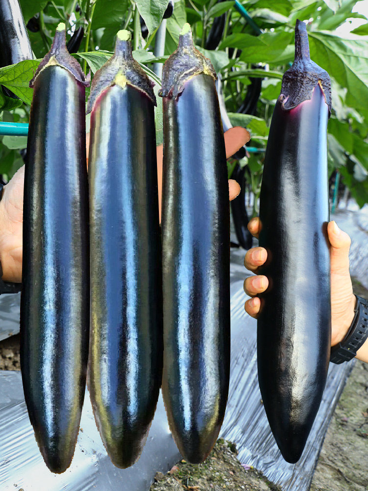 长茄子种籽种子苗圆黑紫色长茄特大嫁接茄苗四季秧苗蔬菜孑秧大全