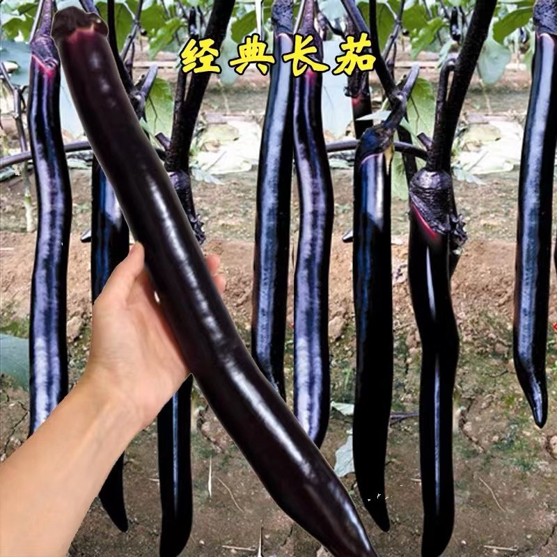 日本经典长茄茄子种子种籽苗秧黑紫色特长超长特大蔬菜四季孑秧苗