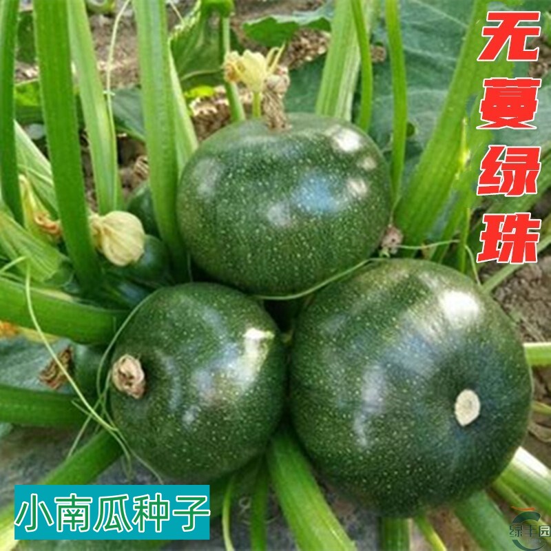无蔓珠南瓜种子四季高产种子