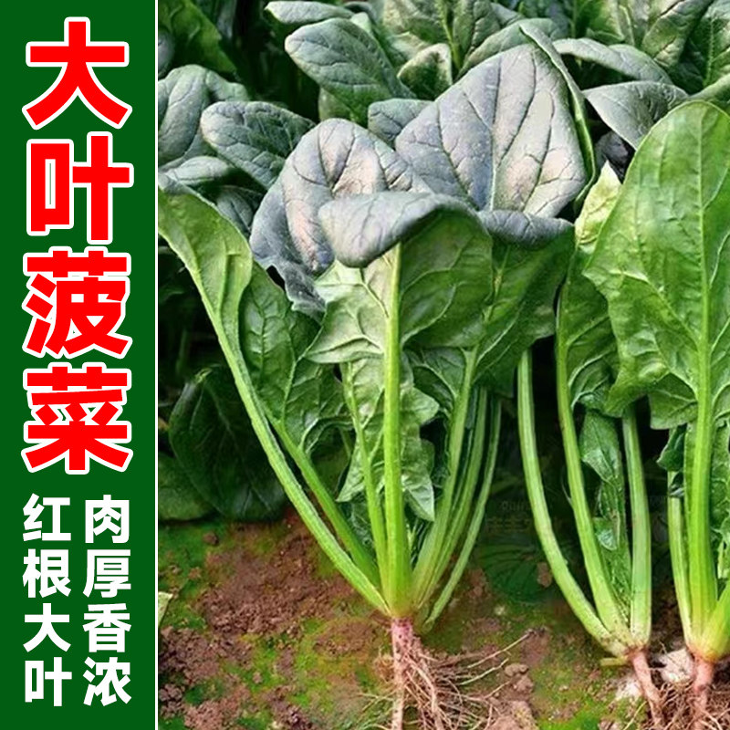 菠菜种籽四季耐寒本地高产