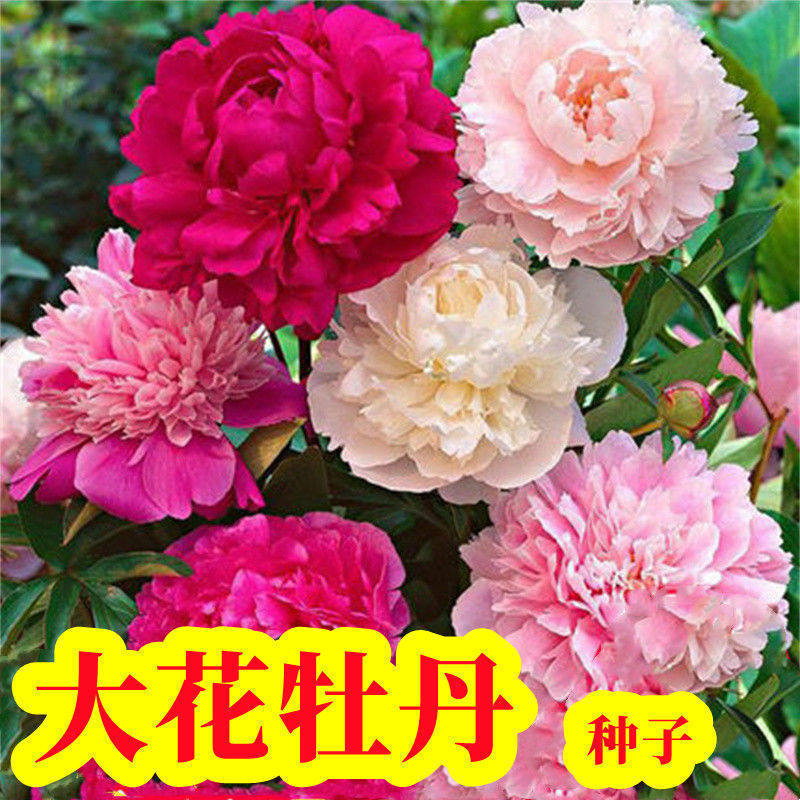 艾辰园艺四季牡丹花种子高产