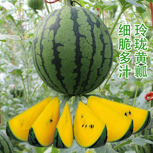 新小兰西瓜种子早熟黄壤肉小西瓜种籽孑高产早熟南方四季绿皮黄瓤
