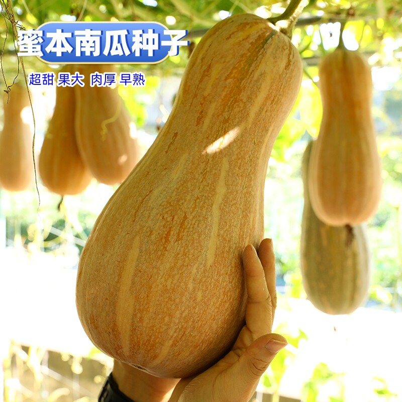 蜜本南瓜种子四季超甜高产抗病