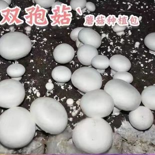 蘑菇菌种白蘑菇菌种食用菌盆栽阳台盆景四季种植菌种包双孢菇原种