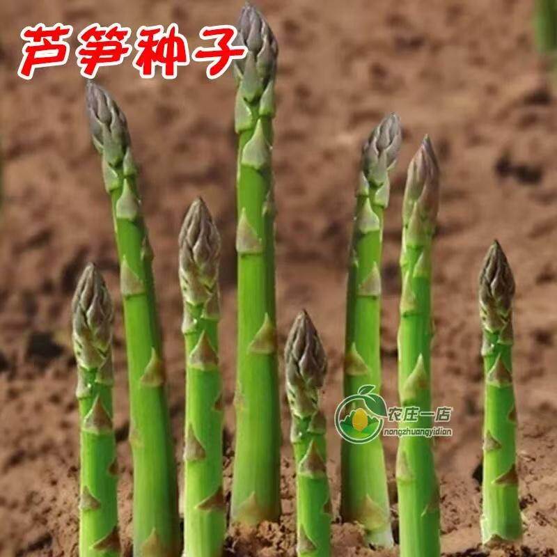 芦笋种孑种子苗根苗种根根种苗盆栽根苗籽带土蔬菜菜种籽蔬菜种子