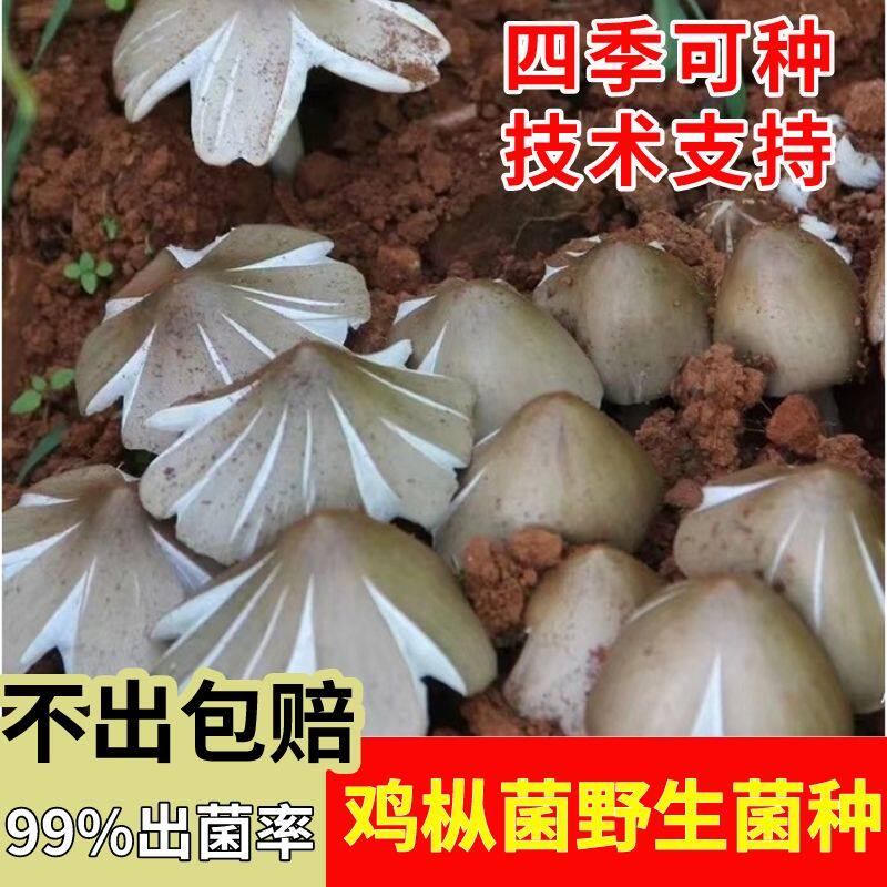 野生枞菌云南种植食用菌三塔菌种家种可种阳台种菜盆家种菌菇