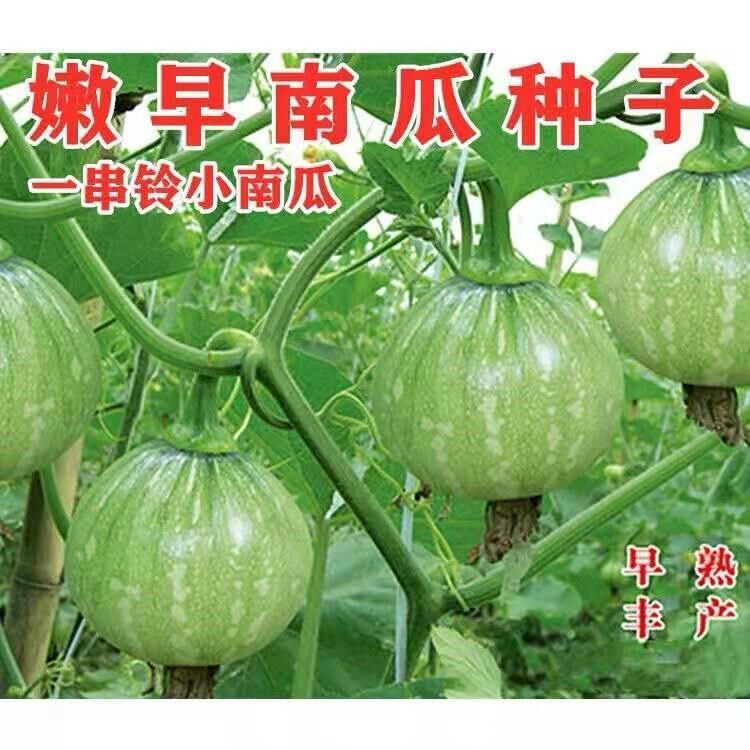永红四季南瓜种子高产