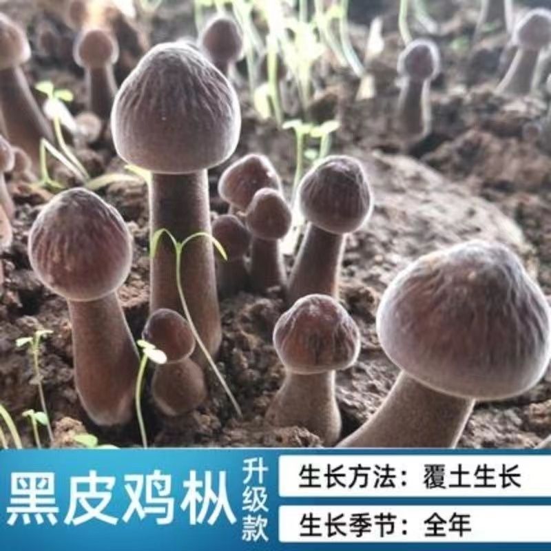 喷水就活，反复出菌，送种植说明