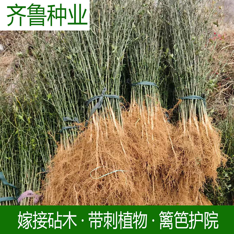 枸橘枳壳带刺铁篱笆枳壳砧木嫁接